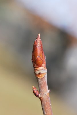 Aesculus hippocastanum 'Digitata' - jírovec maďal - zimní pupen